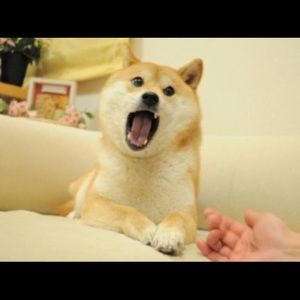 Meet your Posher, Carson